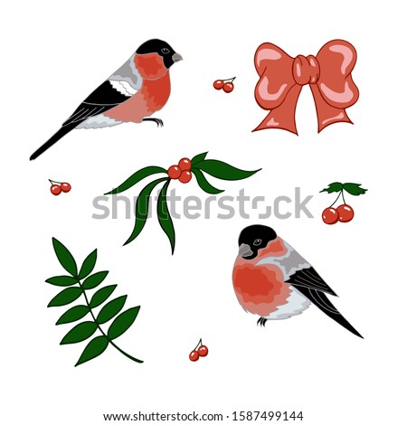 Vector set of bullfinches isolated on white. Winter christmas set of twigs, berries, and birds. Red and green. Cartoon flat style
