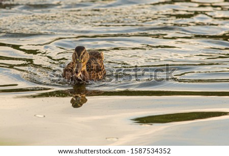 Female Mallard closeup in water