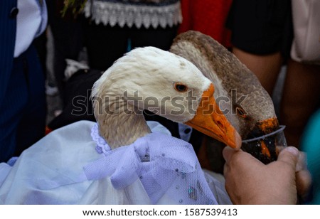 fun goose outdoor wedding ceremony