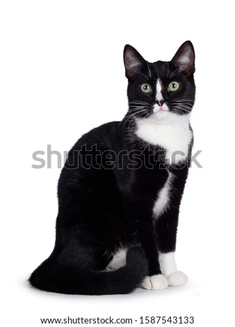 Cute young black and white cat, sitting up side ways. Looking above camera with green eyes. Isolated on white background. Tail around body.