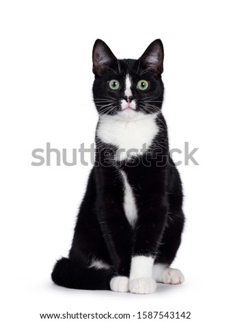 Cute young black and white cat, sitting up. Looking straight to camera with green eyes. Isolated on white background. Tail around body. Royalty-Free Stock Photo #1587543142