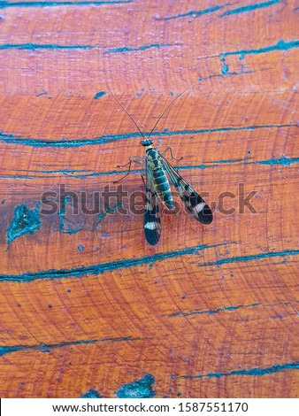 The insect on the table wood color brown.