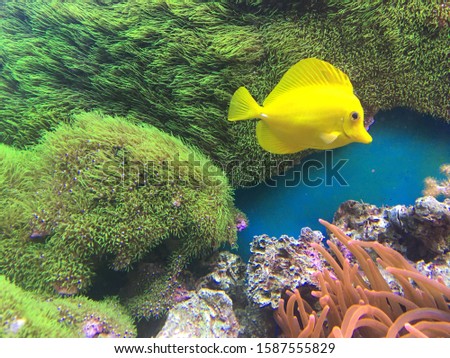 Bright yellow fish in an aquarium