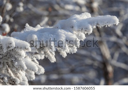 Winter landscape, tree branches in the snow, sunny winter day. Festive New Year mood.