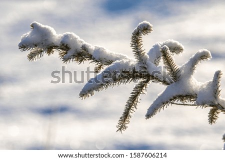 Winter landscape, tree branches in the snow, sunny winter day. Festive New Year mood.