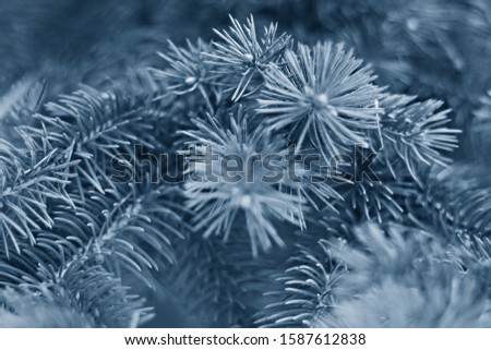 On a blurred background branches of spruce in classic blue color. Selective focus.