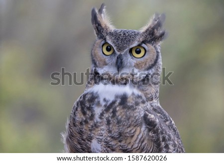 Great Horned Owl Watching it's Surroundings