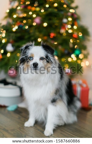 Cute Mini Australian Shepard in front of Christmas Tree, Dog under the tree