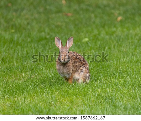 The meat of cottontail rabbits and snowshoe hares is tender, tasty, and healthful. Royalty-Free Stock Photo #1587662167
