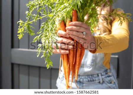 closeup of woman holding a bunch of fresh organic carrots at farmers market in summer