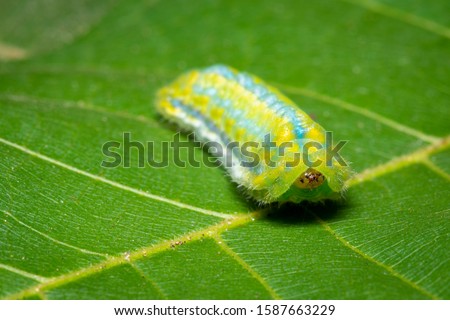 Image of Green Moth Caterpillar on green leaves. Insect. Animal