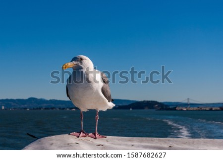 Seagull standing on the boat, in the background blurred Golden Gate, San Franscisco, USA