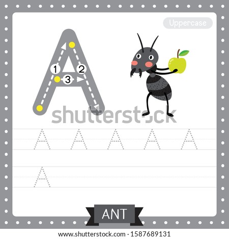 Letter A uppercase cute children colorful zoo and animals ABC alphabet tracing practice worksheet of black ant with apple for kids learning English vocabulary and handwriting vector illustration.