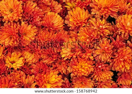 Orange chrysanthemum flowers background