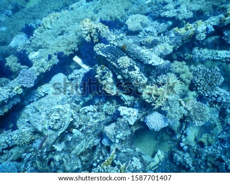 Ras Mohammed - Egypt : Coral variety on Yolanda shipwreck