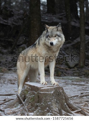 A lone Timber wolf or Grey Wolf Canis lupus portrait standing on a tree stump in the winter snow in Canada