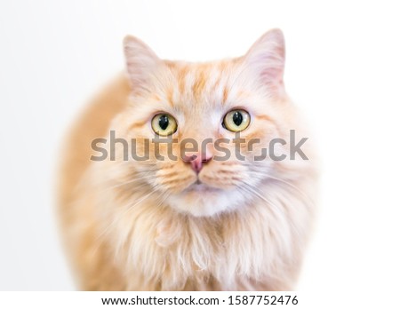 Longhair Orange Tabby Cat Free Images And Photos Avopix Com