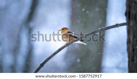 Hawfinch - Coccothraustes coccothraustes sitting on the branch in winter, the best photo.