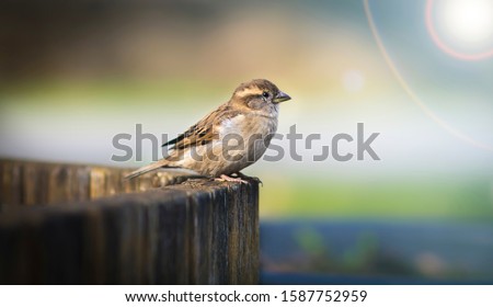 House sparrow Passer domesticus family sparrows Passeridae Europe, the best photo, sitting on wood and lit beam of sun light.