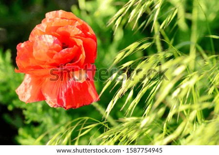 Red poppy flowers in a summer meadow, backlit picture of the setting sun