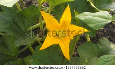A yellow flower of blooming pumpkin. Closeup