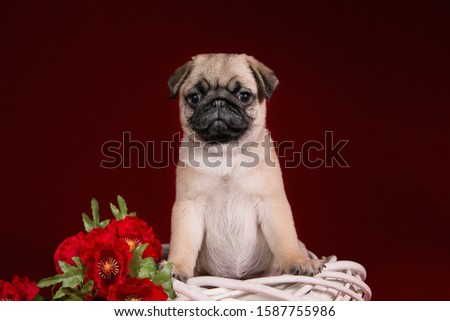 a pug puppy sits in a white braided wreath with red poppies, on a red background, Studio photo