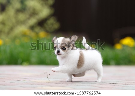 Chihuahua puppy poses and plays in nature