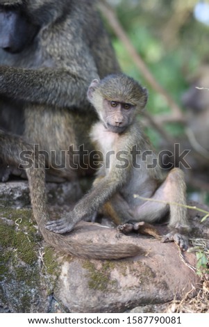 Baby Olive Baboon sat on a wall with it's mother - Ngorongoro Conservation Area, Tanzania.