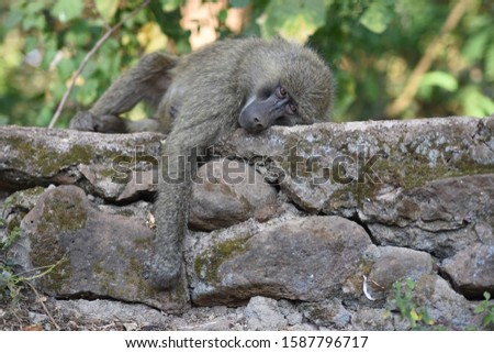 Olive Baboon relaxing on a wall - Ngorongoro Conservation Area, Tanzania.