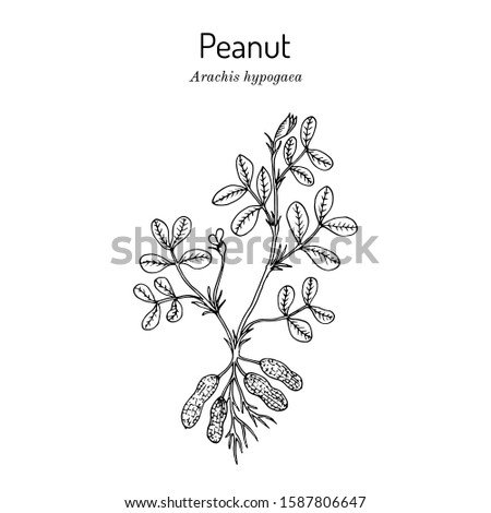 Peanut, or groundnut (Arachis hypogaea). Hand drawn botanical vector illustration Royalty-Free Stock Photo #1587806647