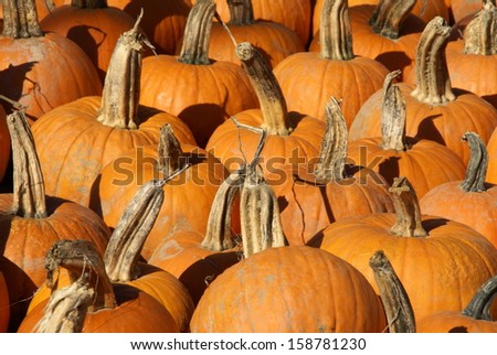A Pumpkin Patch in Upstate New York