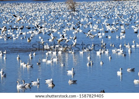 Hundreds of migrating snow geese in California wetlands. Duck. Geese. 