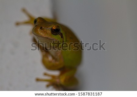 Stripeless Tree Frog in southern Portugal