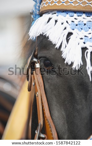 Close up of eye of horse in Germany