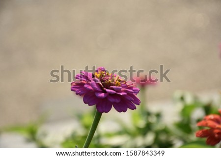 close up  blooming pink flower Zinnia  beautiful in the garden on nature background