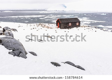 Group of penguins at the Port Lockroy, a natural harbor on north-west shore of Wiencke Island in Palmer Archipelago of the British Antarctic Territory.
