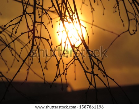 The sunset sun illuminates the branches of linden, Moscow, Russia
