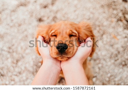 woman holding head of cute puppy cocker spaniel dog. love for animals concept