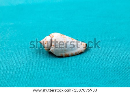 Isolated seashell on a trendy aqua blue background. Close-up of shell.