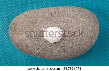 A small white seashell lies on a gray stone. Blue aqua trendy fabric background with empty place for text