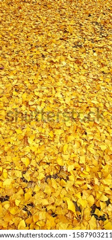 yelow leafes in Autumn sun