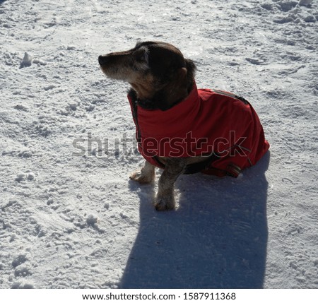 Dog like to play on the snow.
					