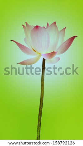 Lotus flower. Isolated with a green background