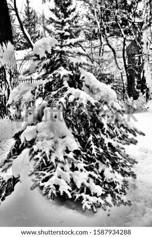 Winter scene, tree under the snow. Black and white photo. Russian landscape