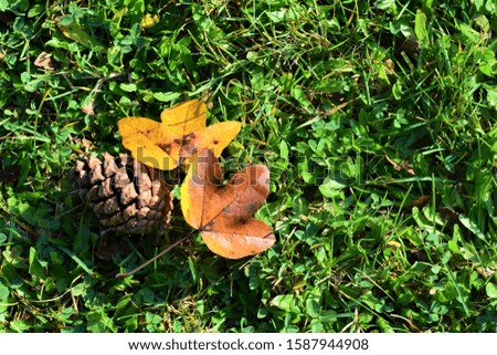 
autumn leaves and pine cone on green grass