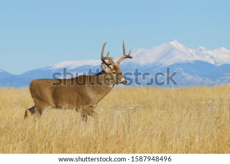 Environmental Portrait of a Whitetail Deer Buck with a backdrop of the Rocky Mountains in the background