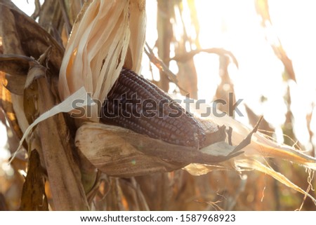 A selective focus picture of corn black cob in organic corn field