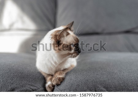 
A siamese cat on a gray sofa
