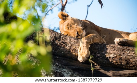 Lions relaxing in the Okavango Delta