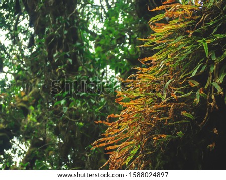 Closeup Various plants in Rainforest .
